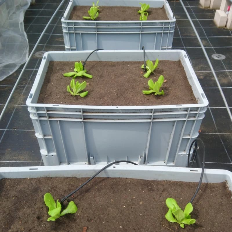 Plant Growth